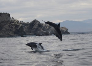 Baja - delfines