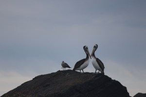 Baja - pelicanos